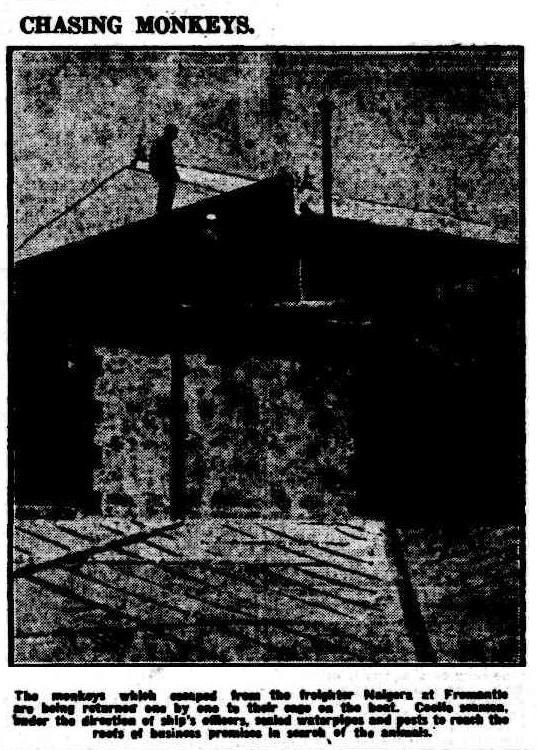 searching-for-monkeys