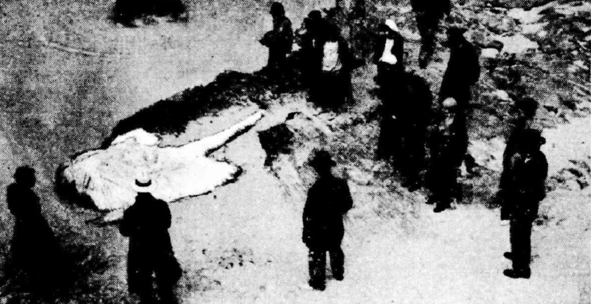 The Rottnest Monster – The Dusty Box